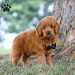 Blaze, Mini Goldendoodle Puppy